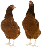 chickens picture